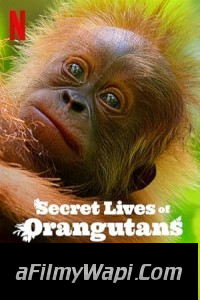 Secret Lives of Orangutans (2024) Hollywood Hindi Dubbed