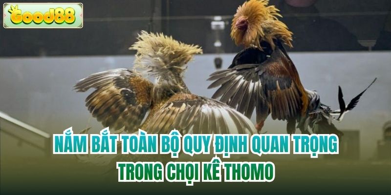 Nắm bắt toàn bộ quy định quan trọng trong chọi kê Thomo