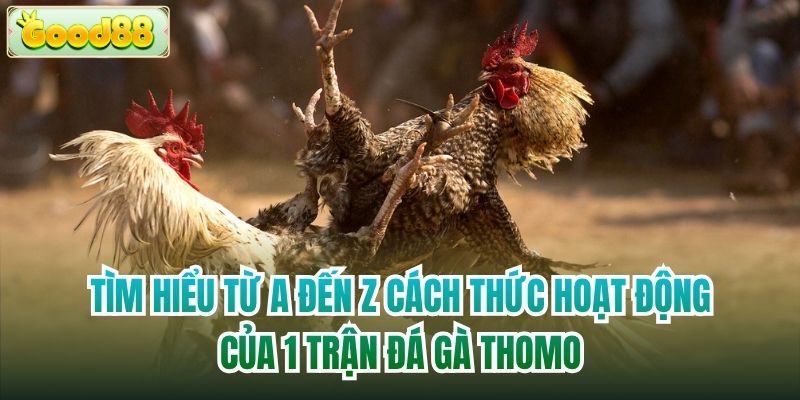 Tìm hiểu từ A đến Z cách thức hoạt động của 1 trận đá gà Thomo